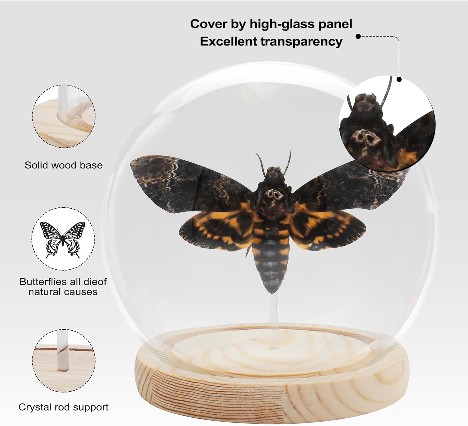 デニール】☆メネラウスモルフォの標本☆ケース入り・美品☆昆虫標本